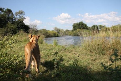 4 weeks, Livingstone, Zambia, Lion work